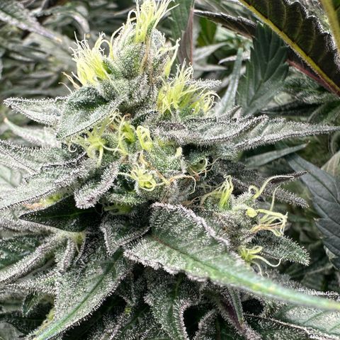 CxLAZ #03 C #1 58.58g growlog timeline photo