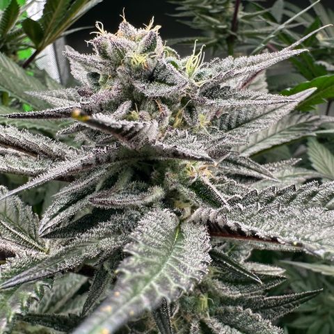 MiscxLAZ #22 C 42.33g growlog timeline photo