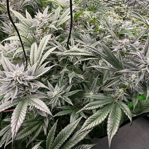 MiscxLAZ #29 C growlog timeline photo
