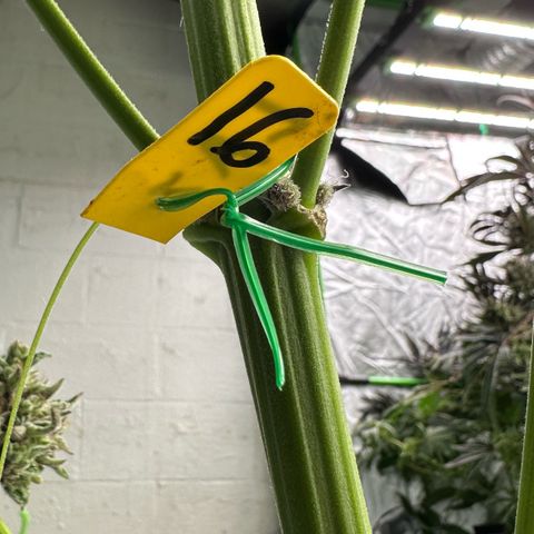 CxLAZ #16 50.72g growlog photo: Harvest day