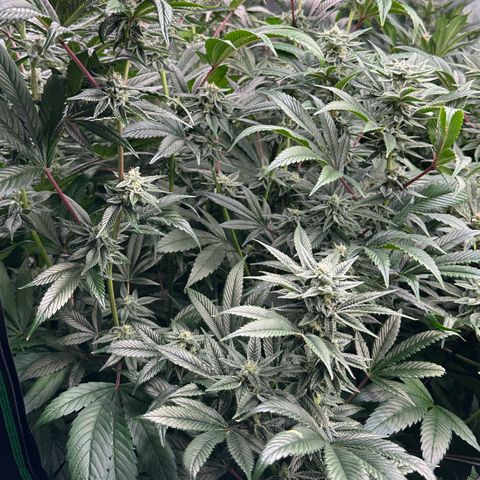MiscxLAZ #26 C #1 47.15g growlog timeline photo