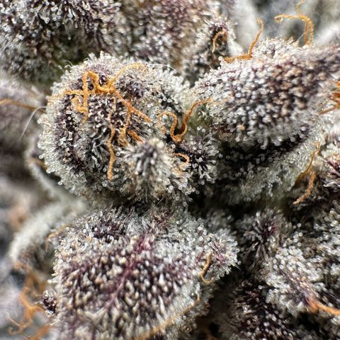 Misc x (LA Kush x Zkittles) #10 growlog timeline photo