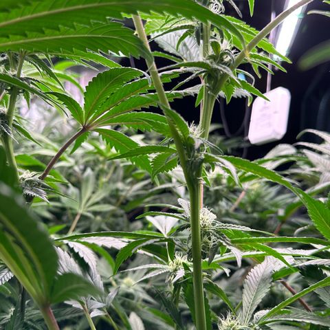 CxLAZ #31 C growlog timeline photo