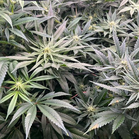 Fuel D.OG #1 Female 47.36g growlog timeline photo