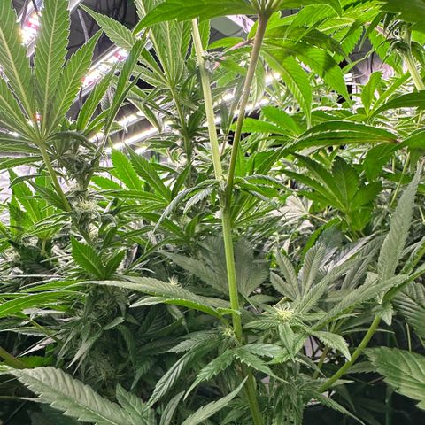 Fuel D.OG #2 Female 49.44g M growlog timeline photo