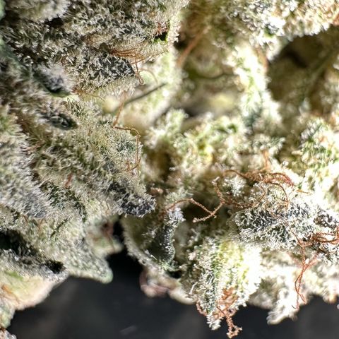 Misc x (LA Kush x Zkittles) #26 60.7g growlog timeline photo