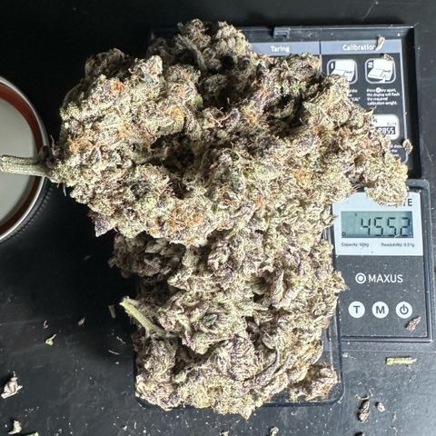 CxLAZ #03 45.52g growlog timeline photo
