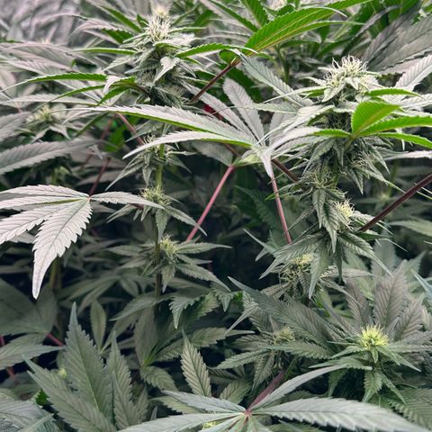 CxLAZ #03 C #1 58.58g growlog timeline photo