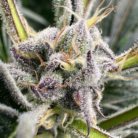 MiscxLAZ #37 C growlog timeline photo