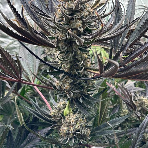 CxLAZ #31 58.75g growlog timeline photo