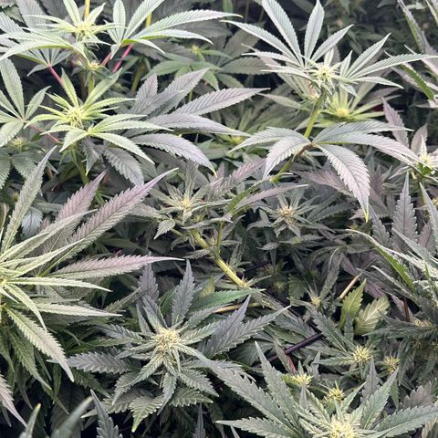 Fuel D.OG #1 Female 47.36g growlog timeline photo