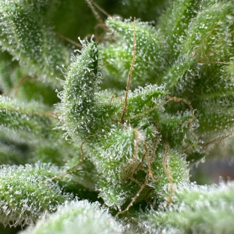 CxLAZ #06 growlog photo: Bent branch bad so cut off bud and hung to dry.