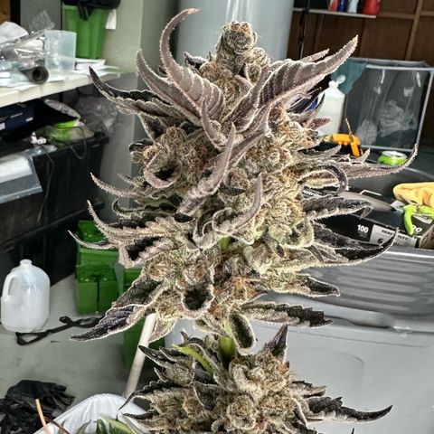CxLAZ #16 50.72g growlog photo: Harvest day