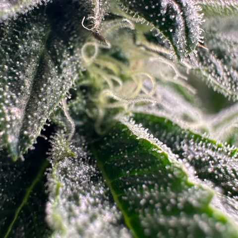 MiscxLAZ #26 C #1 47.15g growlog timeline photo
