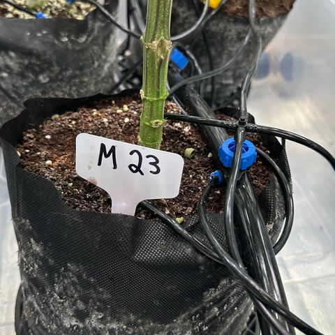 Misc x (LA Kush x Zkittles) #23 28.19g growlog timeline photo