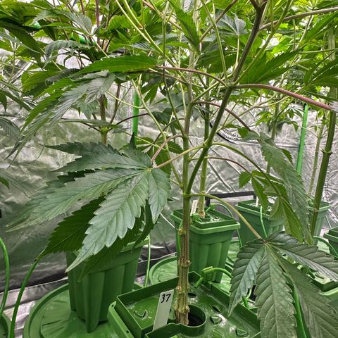 MiscxLAZ #37 C growlog timeline photo