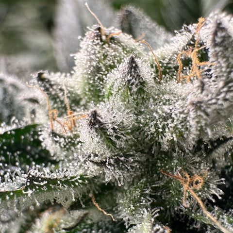 MiscxLAZ #29 C growlog timeline photo