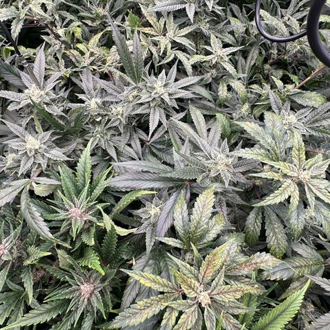 MiscxLAZ #08 C #1 growlog timeline photo