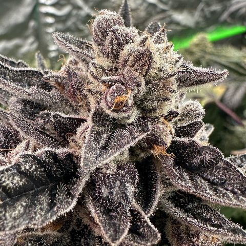 CxLAZ #16 50.72g growlog timeline photo