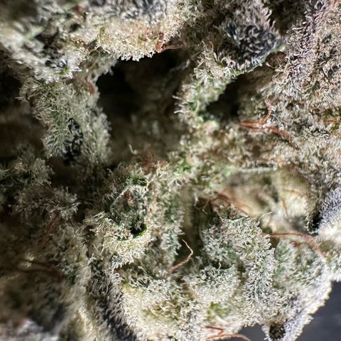 Misc x (LA Kush x Zkittles) #26 60.7g growlog timeline photo
