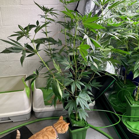 MiscxLAZ #29 C growlog timeline photo