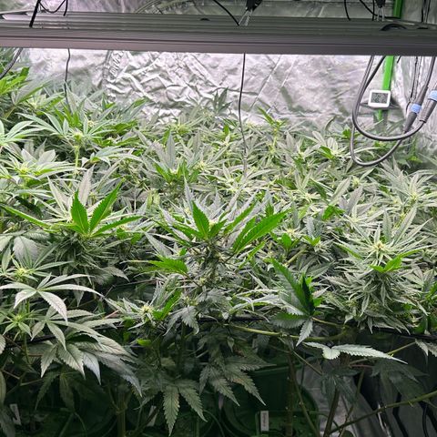 Fuel D.OG #1 Female 47.36g growlog timeline photo