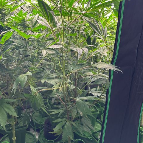 MiscxLAZ #29 C growlog timeline photo
