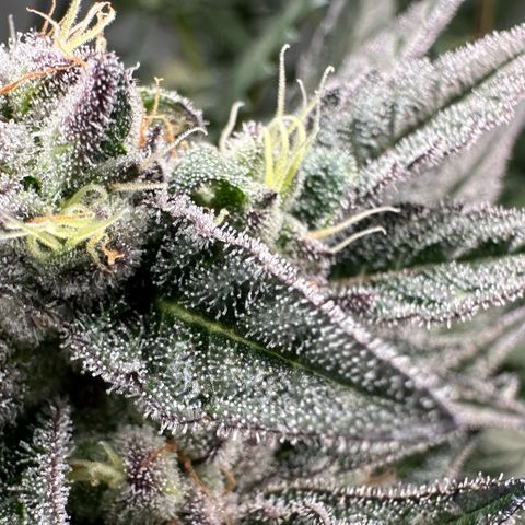 MiscxLAZ #22 C 42.33g growlog timeline photo