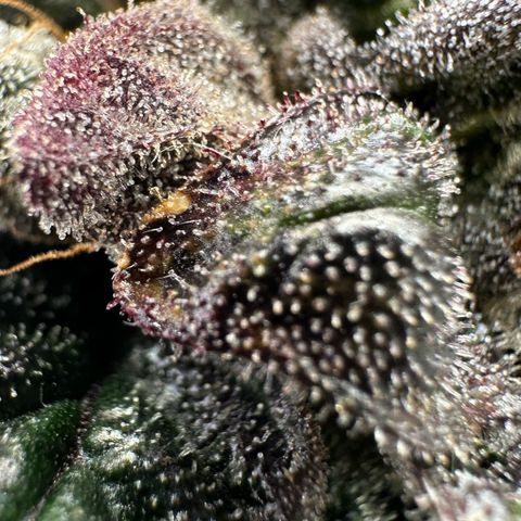 Misc x (LA Kush x Zkittles) #33 19.08g growlog timeline photo