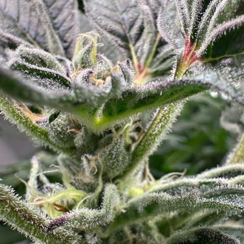 MiscxLAZ #37 C growlog timeline photo