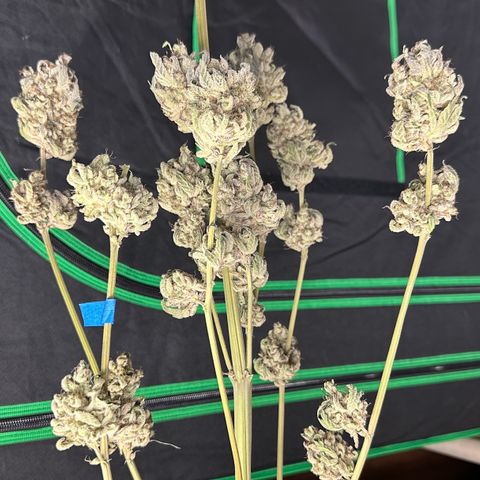 CxLAZ #24 37.13g growlog timeline photo