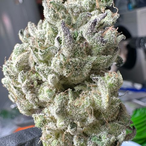 CxLAZ #24 37.13g growlog photo: Seeded bud