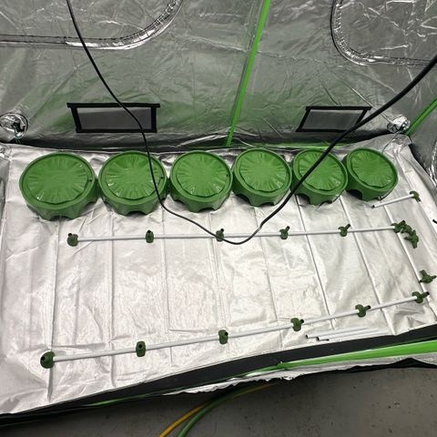 CxLAZ #16 50.72g growlog timeline photo