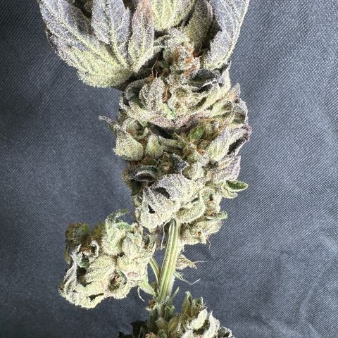 Misc x (LA Kush x Zkittles) #05 growlog timeline photo