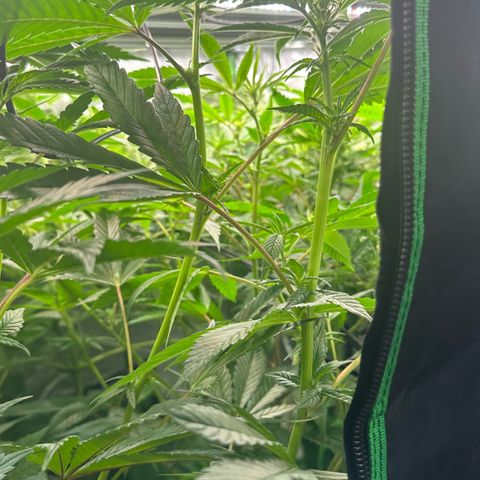 MiscxLAZ #29 C growlog timeline photo