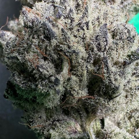 Misc x (LA Kush x Zkittles) #29 25.69g growlog timeline photo