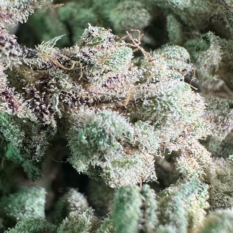 Misc x (LA Kush x Zkittles) #28 13.53g growlog timeline photo
