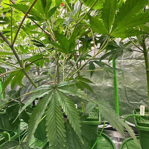 MiscxLAZ #37 C growlog timeline photo