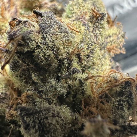 CxLAZ #03 45.52g growlog timeline photo