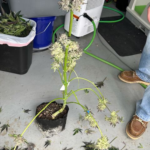 Misc x (LA Kush x Zkittles) #10 growlog photo: Harvest day