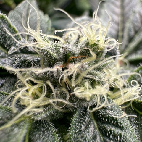 MiscxLAZ #08 C #1 growlog timeline photo