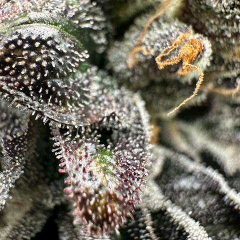 Misc x (LA Kush x Zkittles) #33 19.08g growlog timeline photo