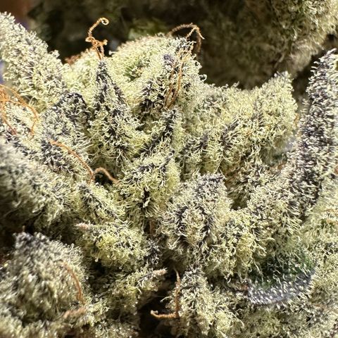 Misc x (LA Kush x Zkittles) #29 25.69g growlog photo: Moved to plastic bag