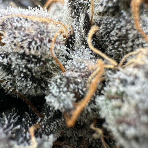 CxLAZ #11 50.28g growlog timeline photo