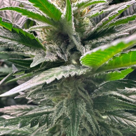 Fuel D.OG #1 Female 47.36g growlog timeline photo