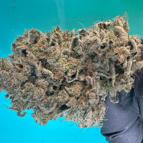 CxLAZ #15 52g growlog photo: Seeded bud