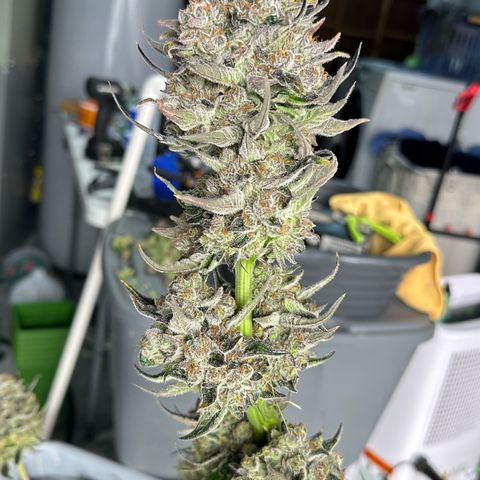 CxLAZ #31 58.75g growlog photo: Harvest day