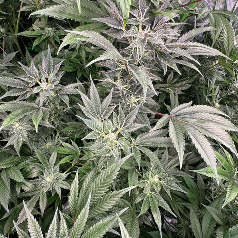 MiscxLAZ #37 C growlog timeline photo