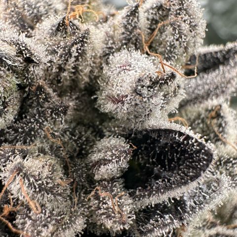 Misc x (LA Kush x Zkittles) #29 25.69g growlog timeline photo