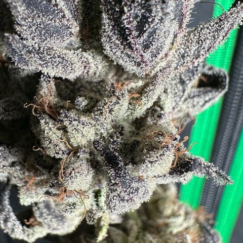 Misc x (LA Kush x Zkittles) #10 growlog photo: Moved to plastic bag